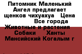 Питомник Маленький Ангел предлагает щенков чихуахуа › Цена ­ 10 000 - Все города Животные и растения » Собаки   . Ханты-Мансийский,Когалым г.